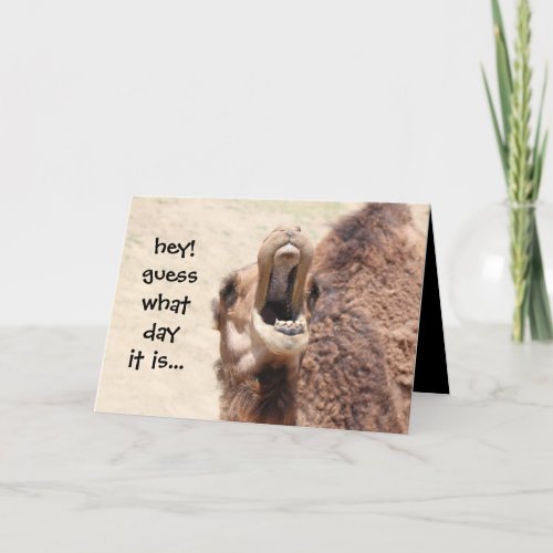 Funny Camel Hump Day Valentine Card
