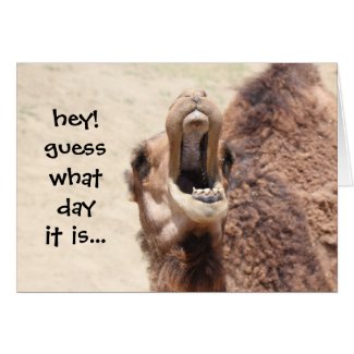 Funny Camel Hump Day Valentine Card