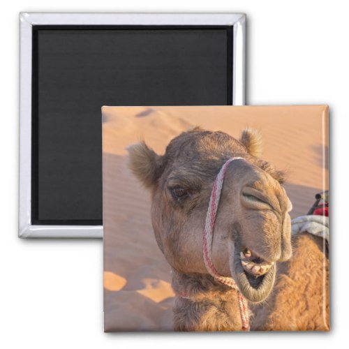 Funny Camel Magnet