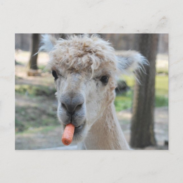 Funny camel postcard (Front)