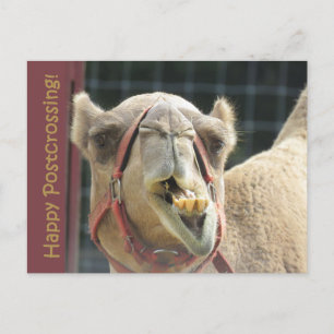Funny Camel Postcrossing Postcard