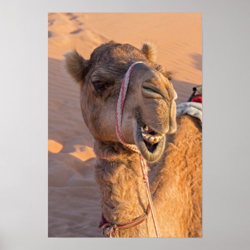 Funny Camel Poster