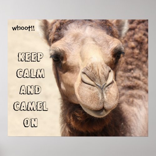 Funny Camel Poster Keep Calm and Camel On whoot