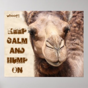 geico hump day poster
