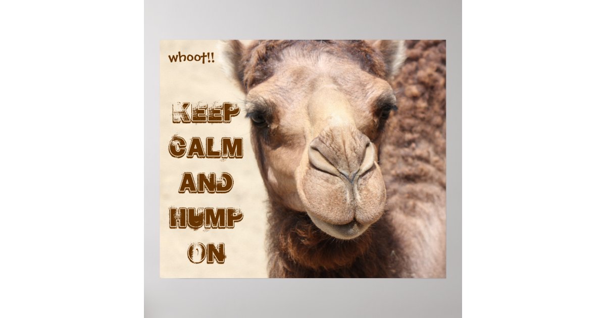 hump day funny camel