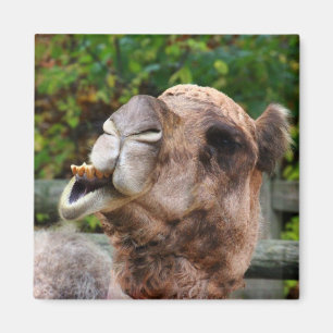 Funny Camel Wildlife Animal Photo Magnet