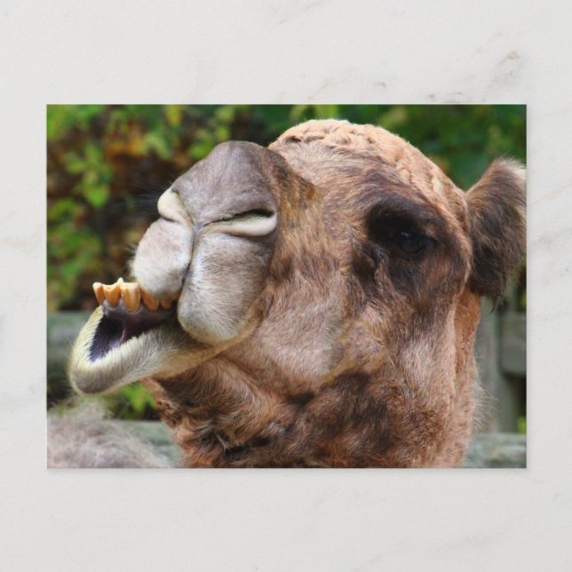 Funny Camel Wildlife Animal Photo Postcard (Front)