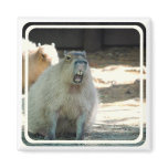 Funny Capybara  Magnet