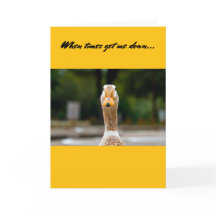 Funny Card- Original photography by Tony Cardenas