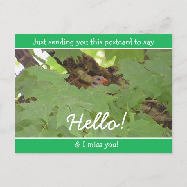 Funny Cardinal Hiding saying Hello and Miss You Postcard (Front)