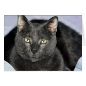 Funny Cards (Front Horizontal)