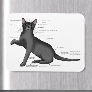 Funny Cat Anatomy Diagram Humor Nerdy Magnet