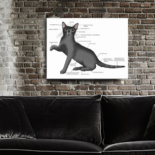Funny Cat Anatomy Diagram Humor Nerdy Poster