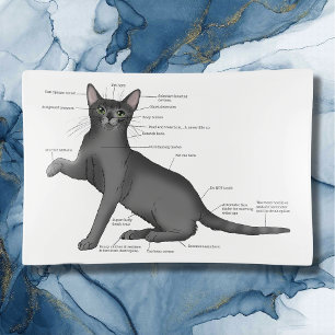 Funny Cat Anatomy Diagram Humor Nerdy Trinket Tray