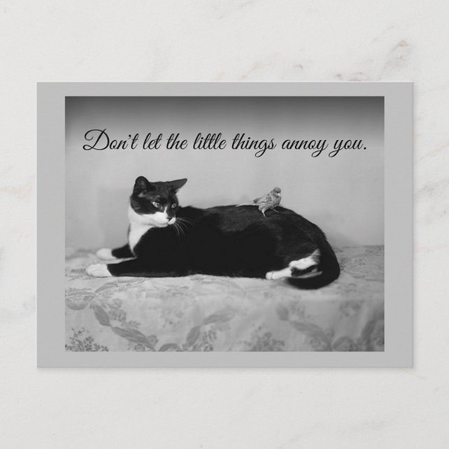 Funny Cat and Annoying Parakeet Postcard (Front)