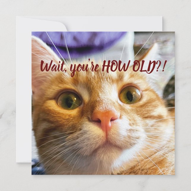 Funny Cat Birthday  (Front)