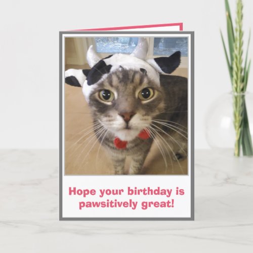 Funny Cat Birthday Card