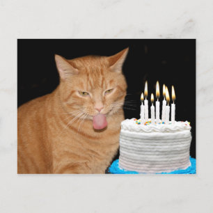 Funny cat birthday postcard
