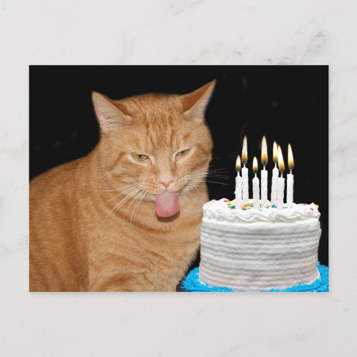 Funny cat birthday postcard | Zazzle