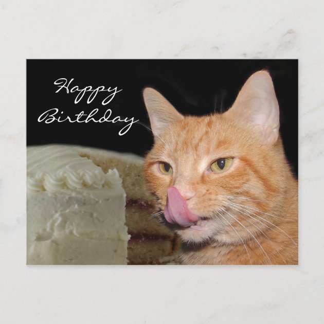 Catsparella: Happy Birthday, Tardar Sauce: Grumpy Cat Turns 1!