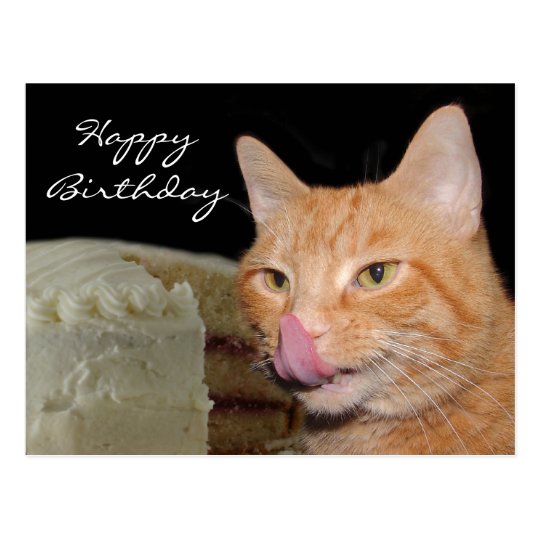 Funny cat Birthday Postcard | Zazzle.com