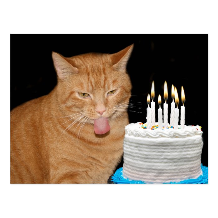 Funny cat birthday postcards