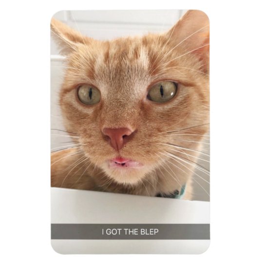 Funny Cat Blep Magnet | Zazzle.com