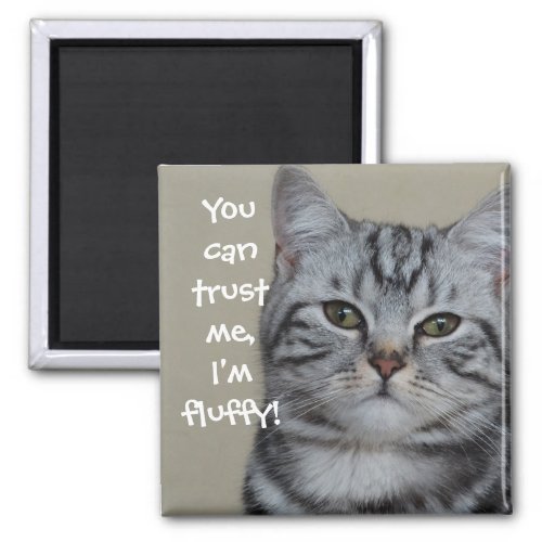 Funny Cat Caption Trust Me Im Fluffy Magnet