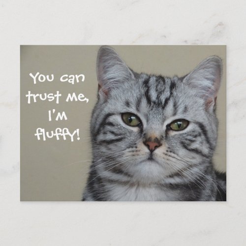 Funny Cat Caption Trust Me Im Fluffy Postcard