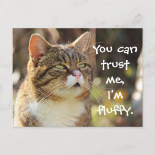 Funny Cat Caption Trust Me I'm Fluffy Postcard