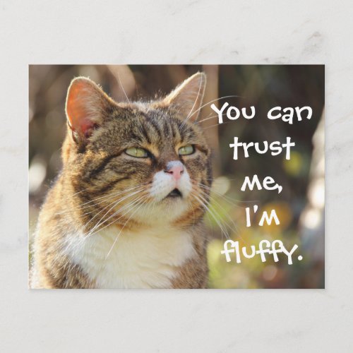 Funny Cat Caption Trust Me Im Fluffy Postcard