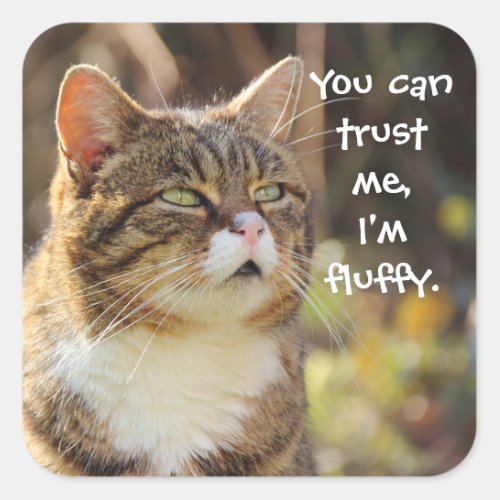 Funny Cat Caption Trust Me Im Fluffy Square Sticker