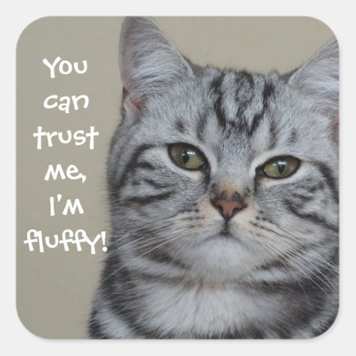 Funny Cat Caption Trust Me Im Fluffy Square Sticker