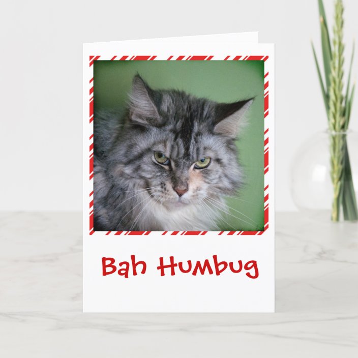 Funny Cat Christmas greeting card | Zazzle.com