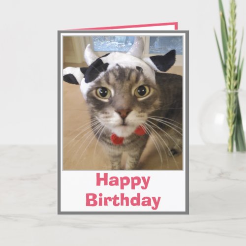 Funny Cat Cow Joke Birthday Card