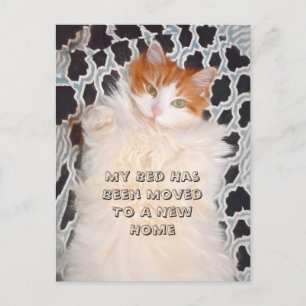 Funny Cat Cute Moving New Address Postcard