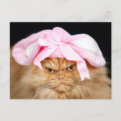 Funny Cat Easter Postcard