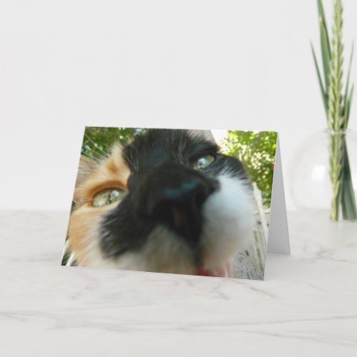 Funny cat face close up photo card