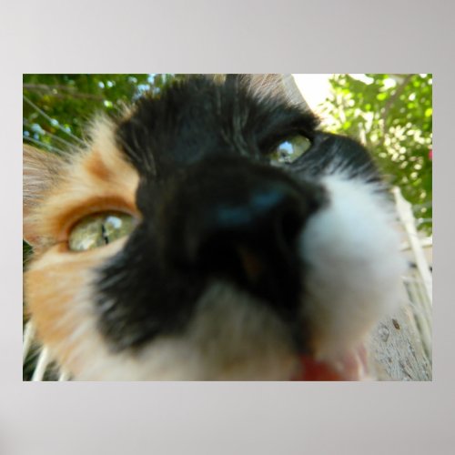 Funny cat face close up photo poster