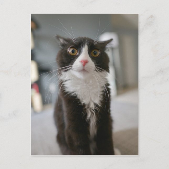 Funny Cat Face Postcard (Front)