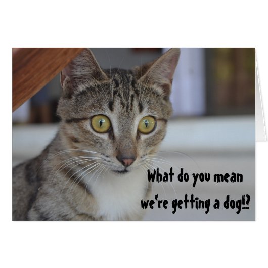 Funny Cat Getting a Dog Humor Surprise Cards (Front Horizontal)