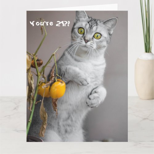 Funny Cat Happy 21st Birthday Card