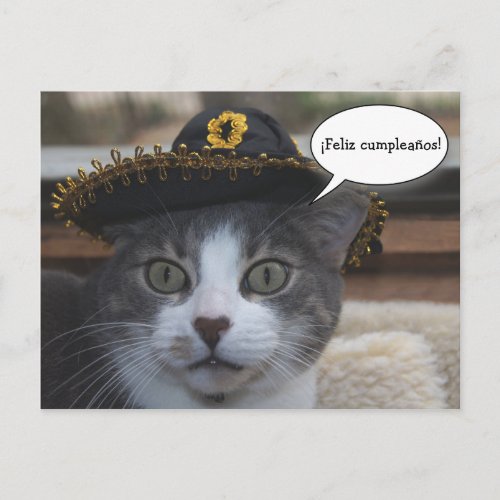 Funny Cat in Sombrero Postcard