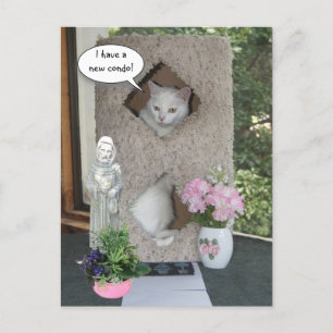 Funny Cat/ I've Moved/New Address Announcement Postcard