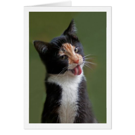 Funny Cat Licking Fur (Front)
