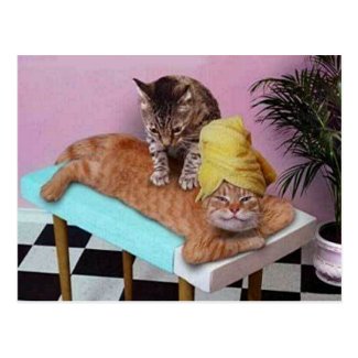 Funny Cat Massage Postcard