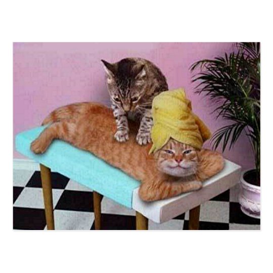 Funny Cat Massage Postcard 