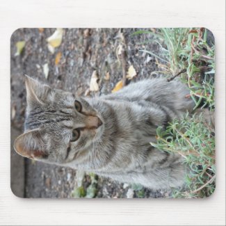 Funny Cat