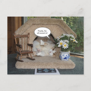 Funny Cat New Address Moved Announcement Postcard