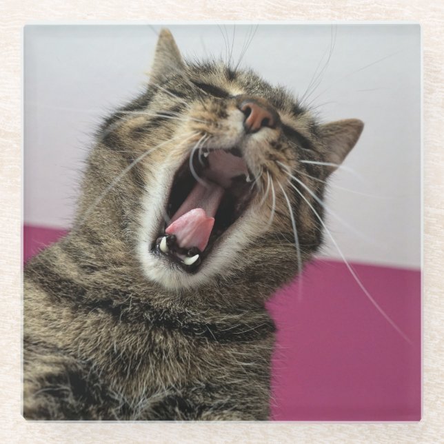 Funny Cat Photo Pet lover Glass Coaster (Front)